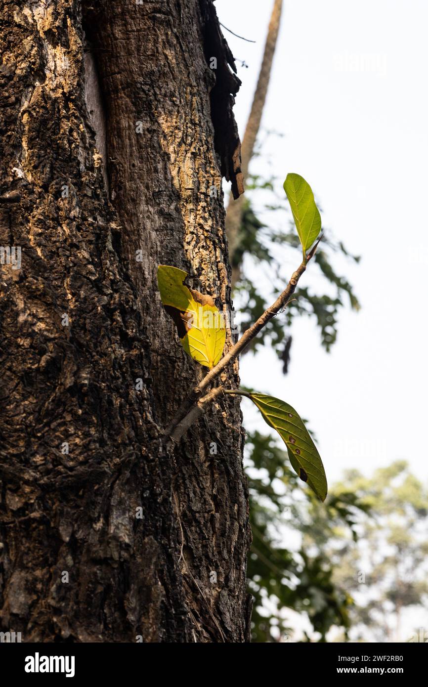 Orchidee e alberi di fungo che creano una storia naturale Foto Stock