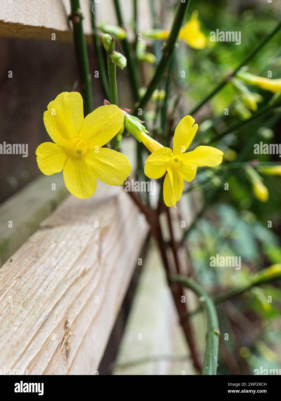 I luminosi fiori invernali a forma di stella gialli del popolare scalatore Jasminium nudiflorum Foto Stock