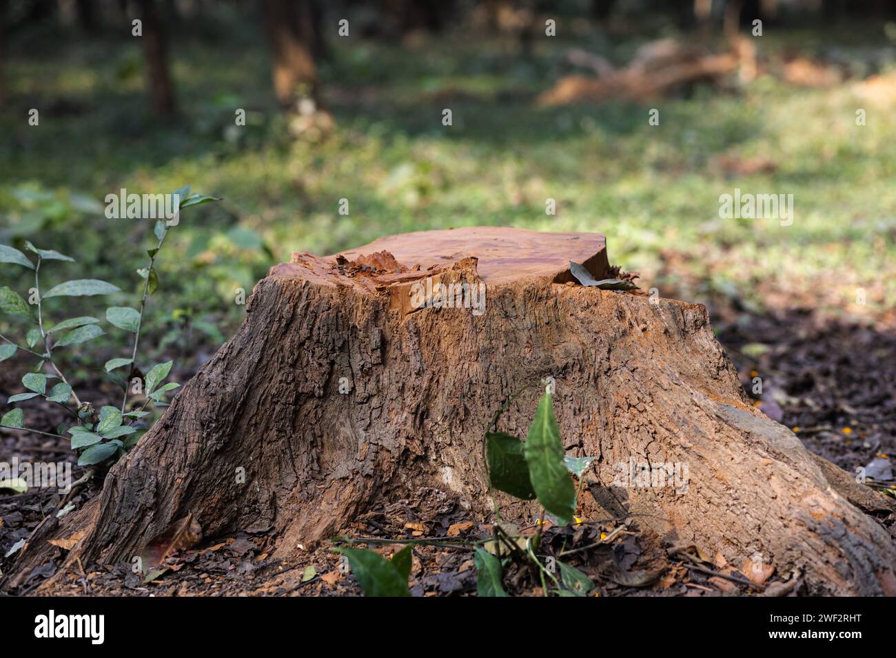 Punti caldi della biodiversità: Svelare l'importanza degli alberi morti Foto Stock