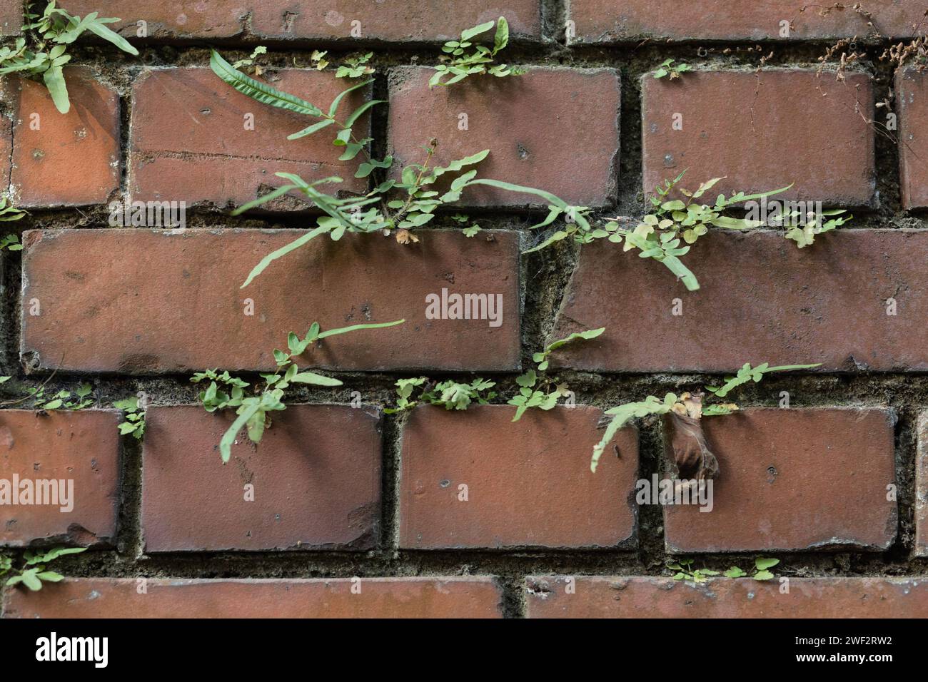 Ha interpretato un ruolo sorprendente Ferns in Brick Cities Foto Stock