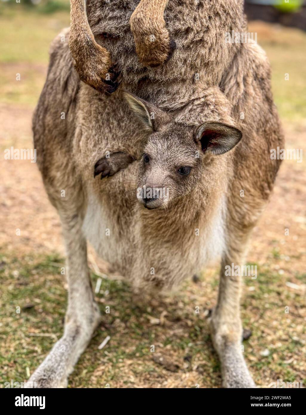 Primo piano di joey o di un piccolo canguro nella sacca anteriore della mamma. Foto Stock