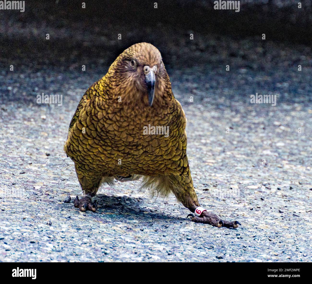 I Keas sono gli unici pappagalli alpini al mondo. Sono grandi (corpo grande come un macaw), molto intelligenti, molto giocosi e molto audaci. Foto Stock