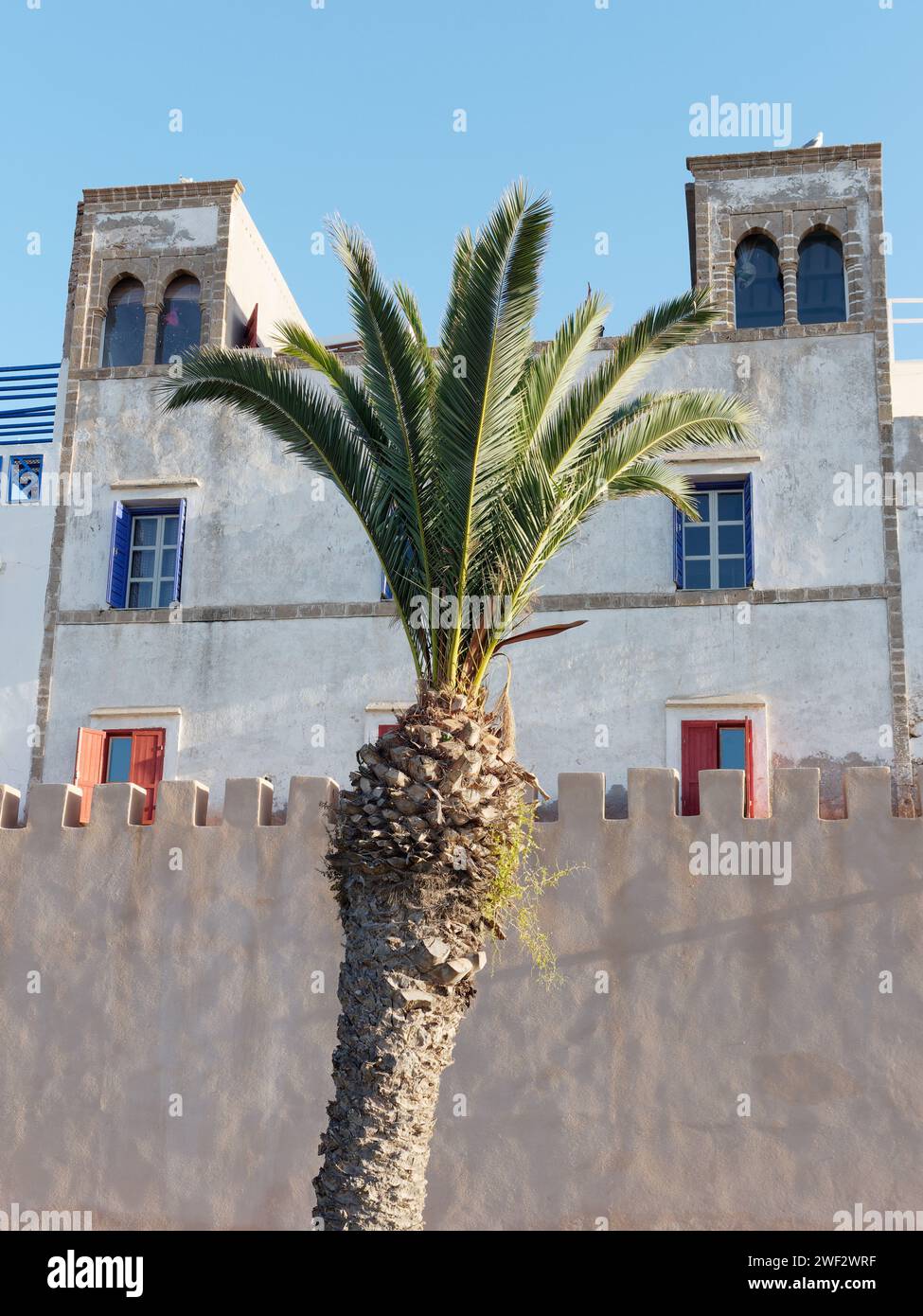 Palma di fronte alle mura e all'edificio della storica Medina di Essaouira, Marocco, 28 gennaio 2024 Foto Stock