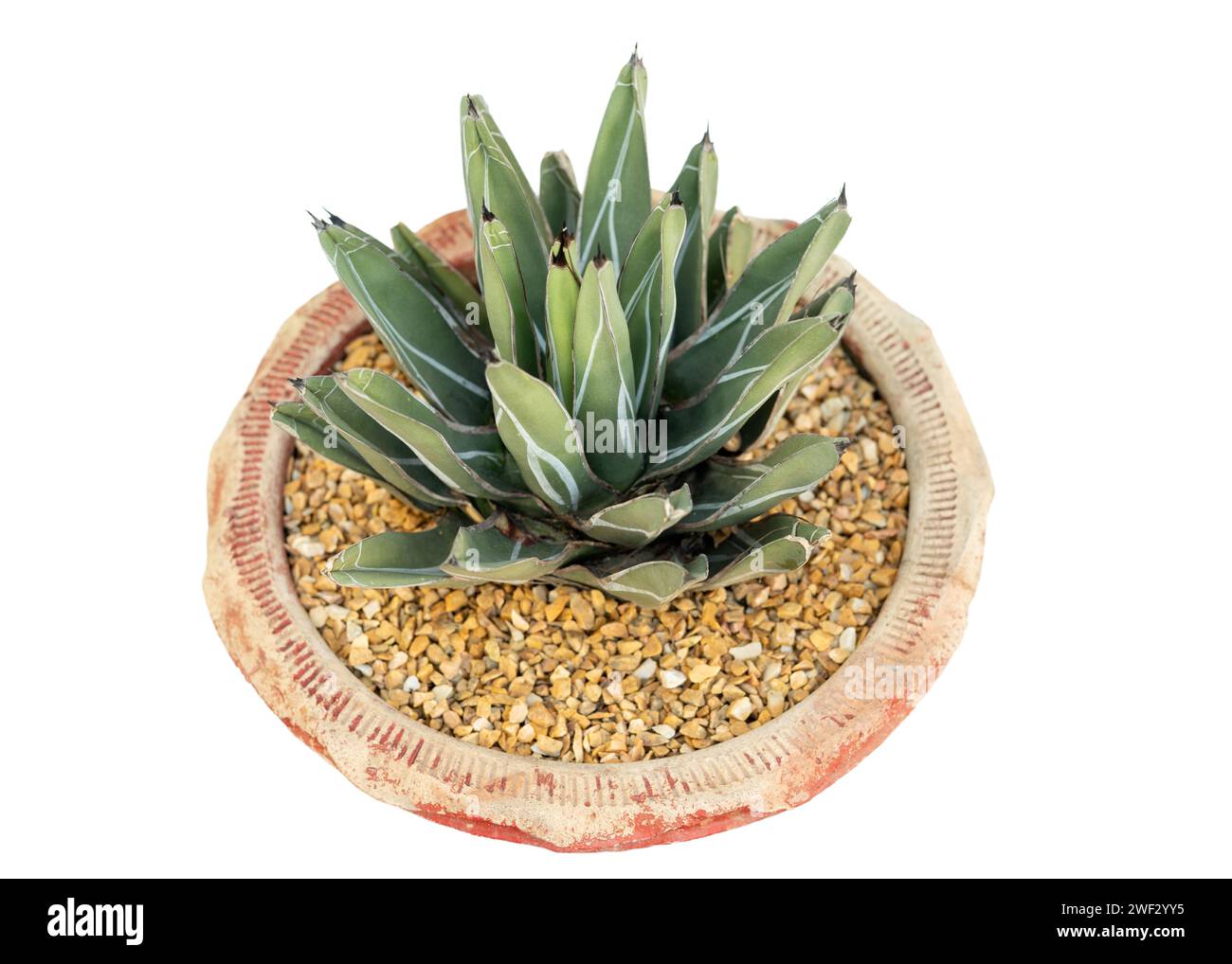 Pianta succulenta in agave reale su sfondo bianco isolato Foto Stock