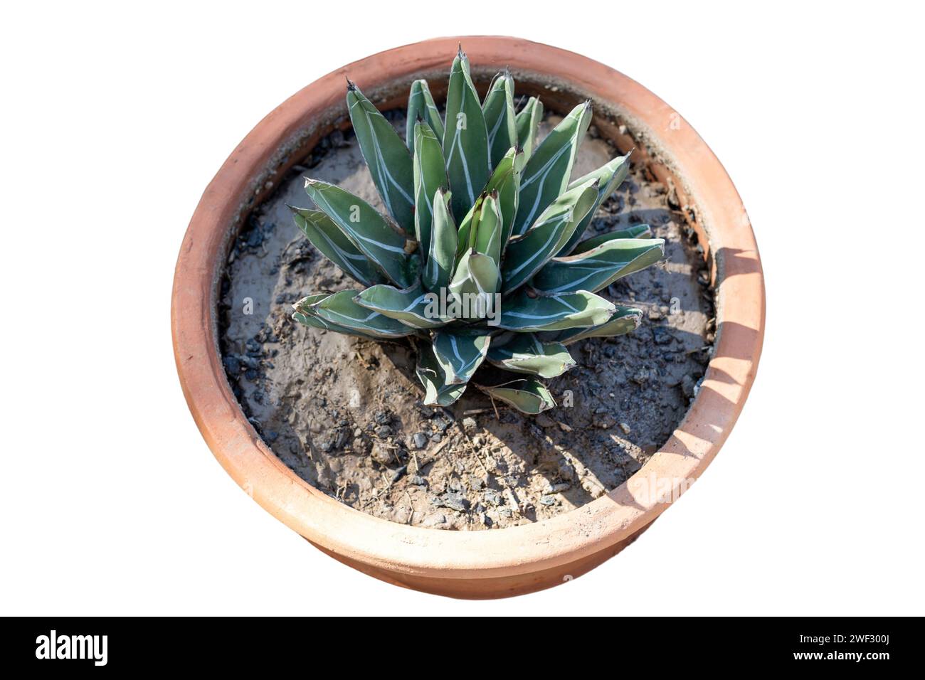 Agave nickelsiae in un vaso di argilla su sfondo bianco Foto Stock