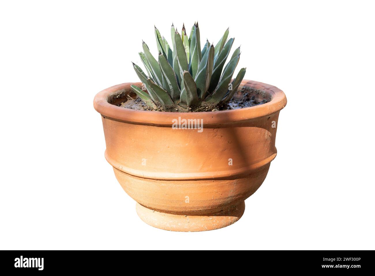 Re Ferdinando Agave o pianta Century su sfondo bianco isolato Foto Stock