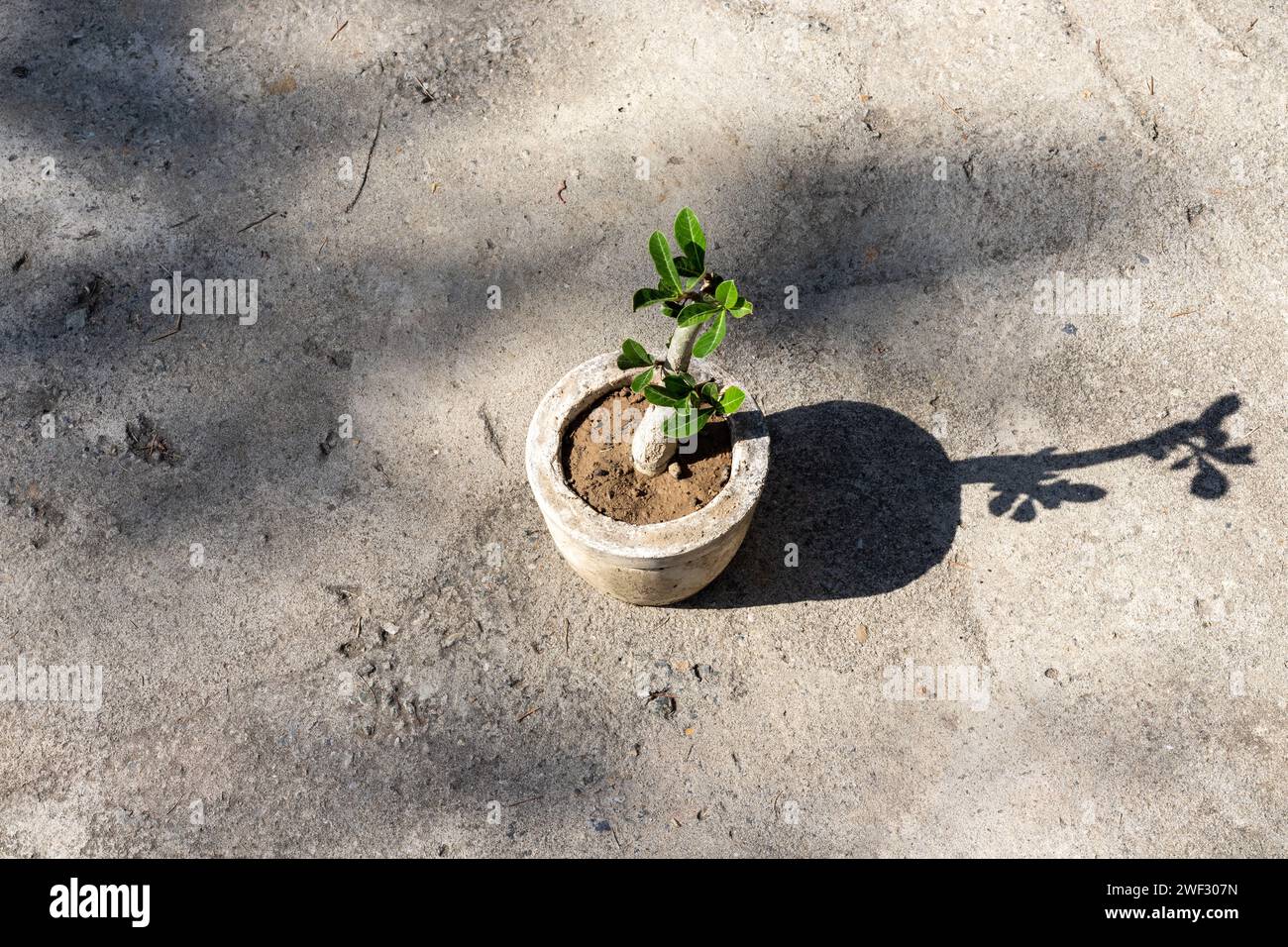 Adenio ornamentale piccola pianta topview Foto Stock