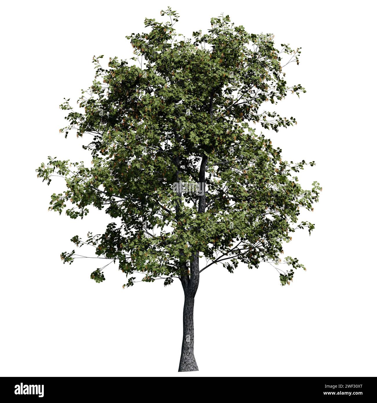 Vista frontale di un albero di Alder nero isolata su sfondo bianco Foto Stock