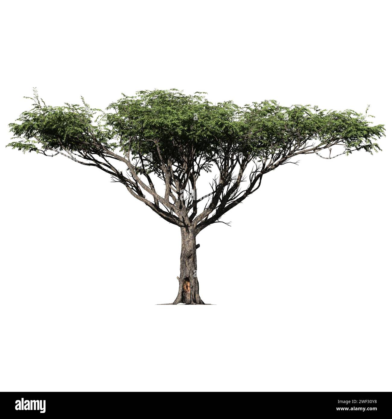Vista frontale isolata dell'Acacia Tree Foto Stock