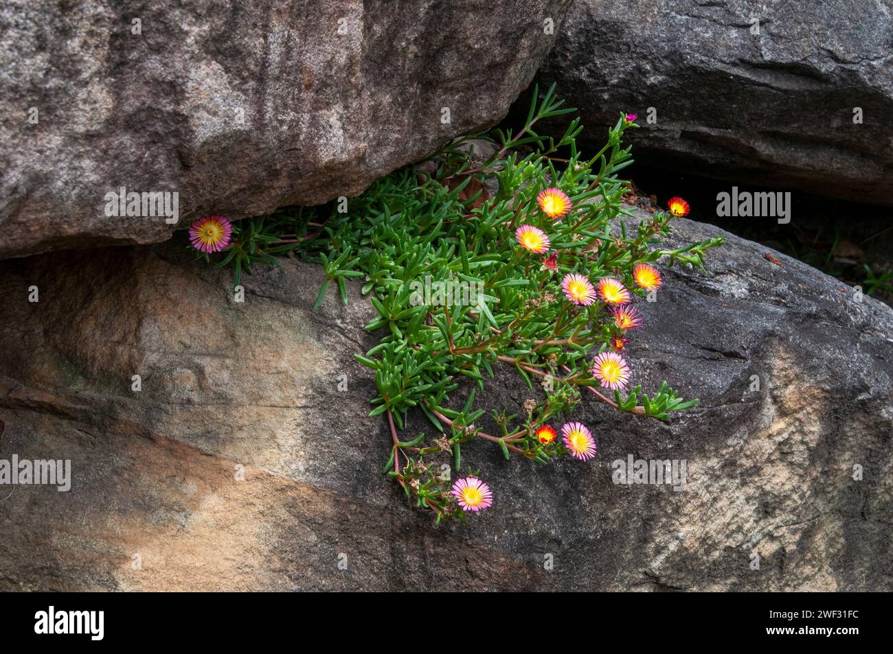 Sydney Australia, il magenta e il giallo dei fiori di un Delosperma nubigenum o ice-impianto a rockery garden Foto Stock