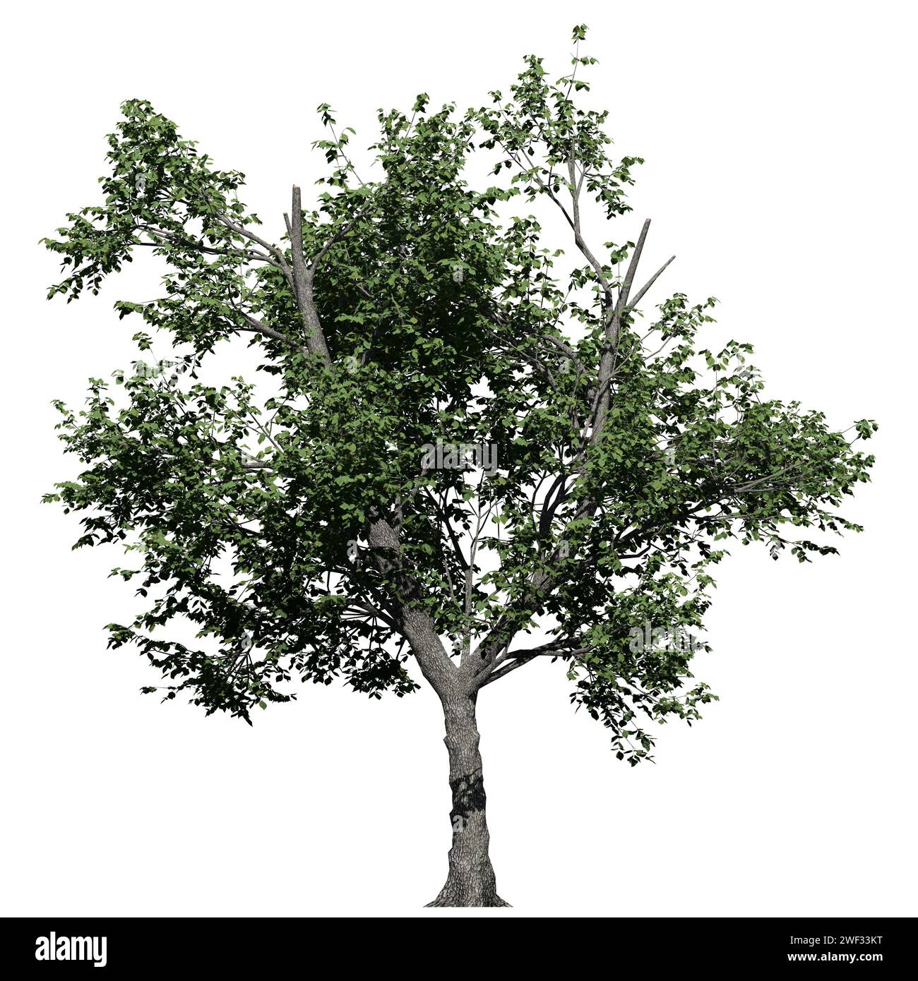 Vista frontale Green Ash Tree isolata su sfondo bianco Foto Stock