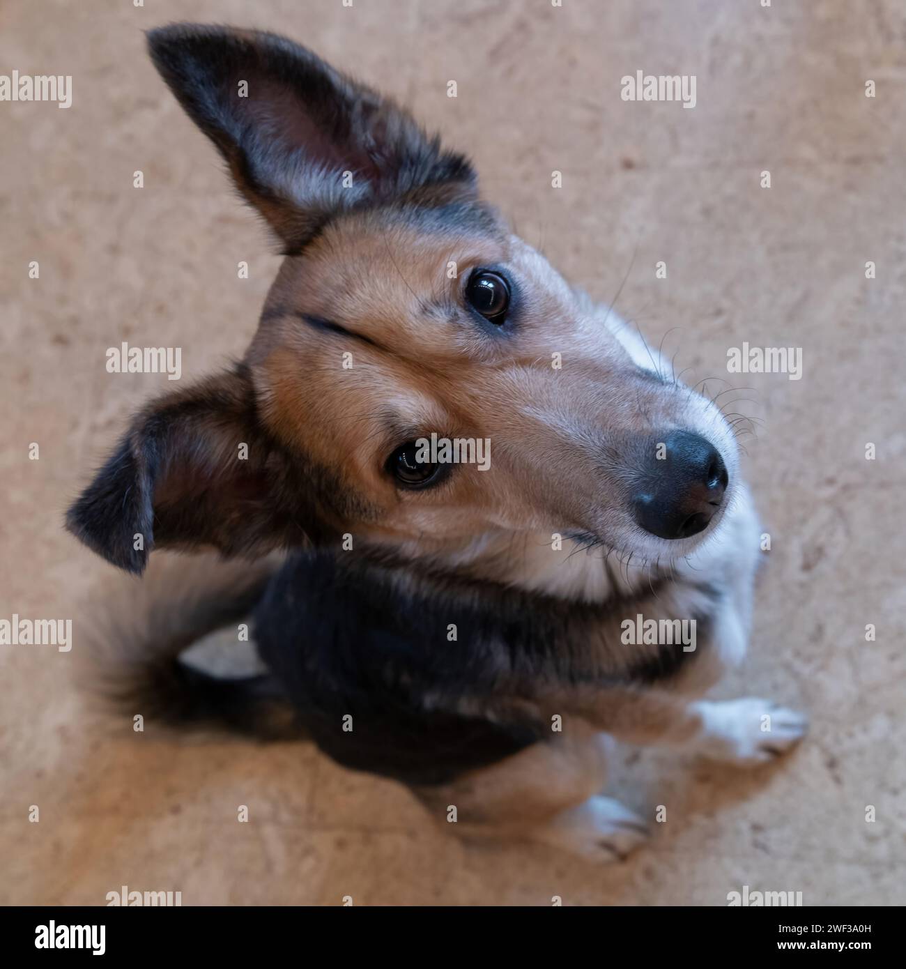 Cane Foto Stock