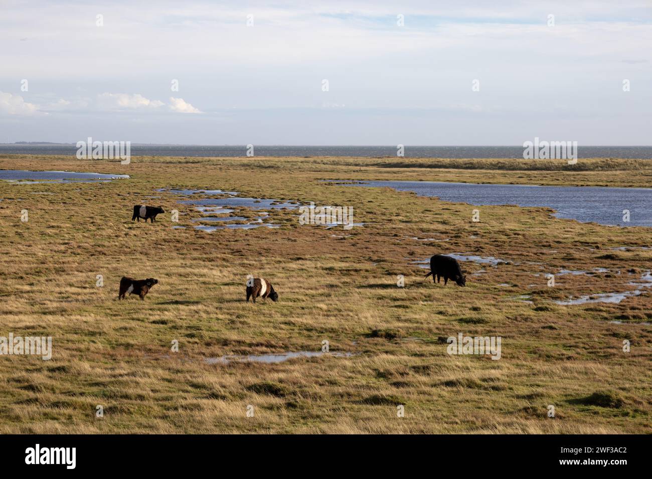 Galloway Cattle a Salt Marsh Foto Stock