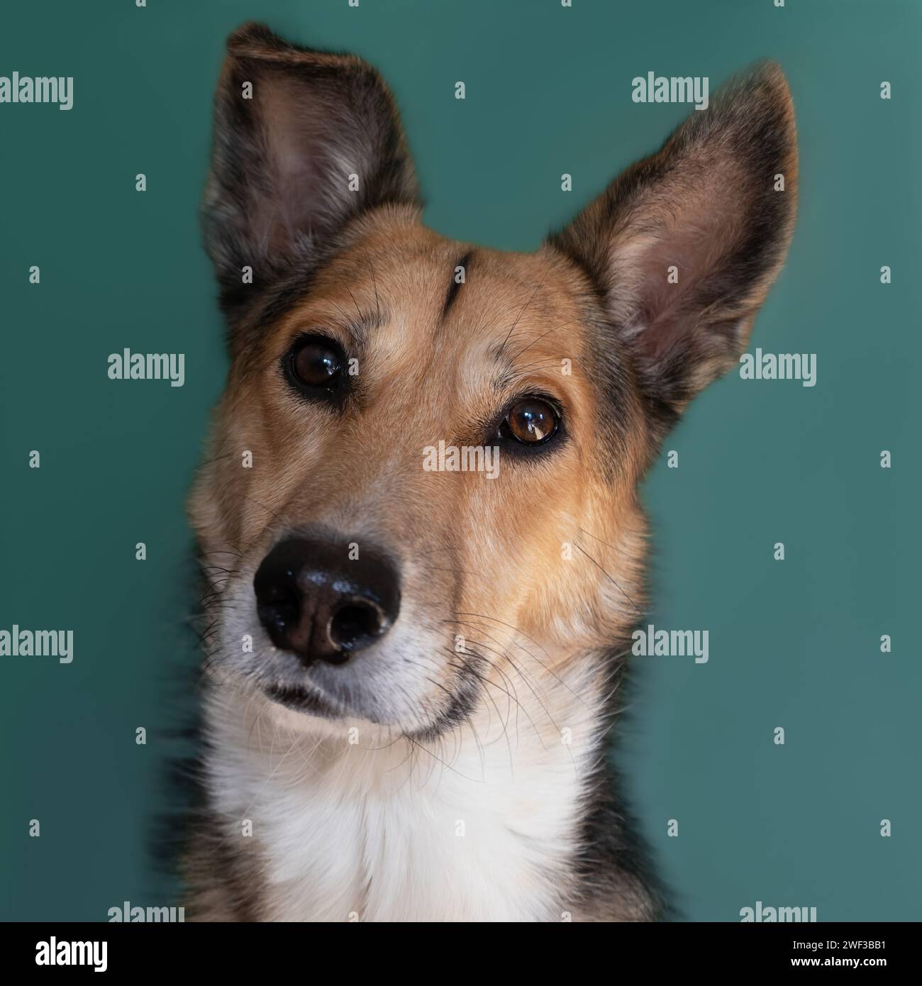 Ritratto di un Cane Foto Stock