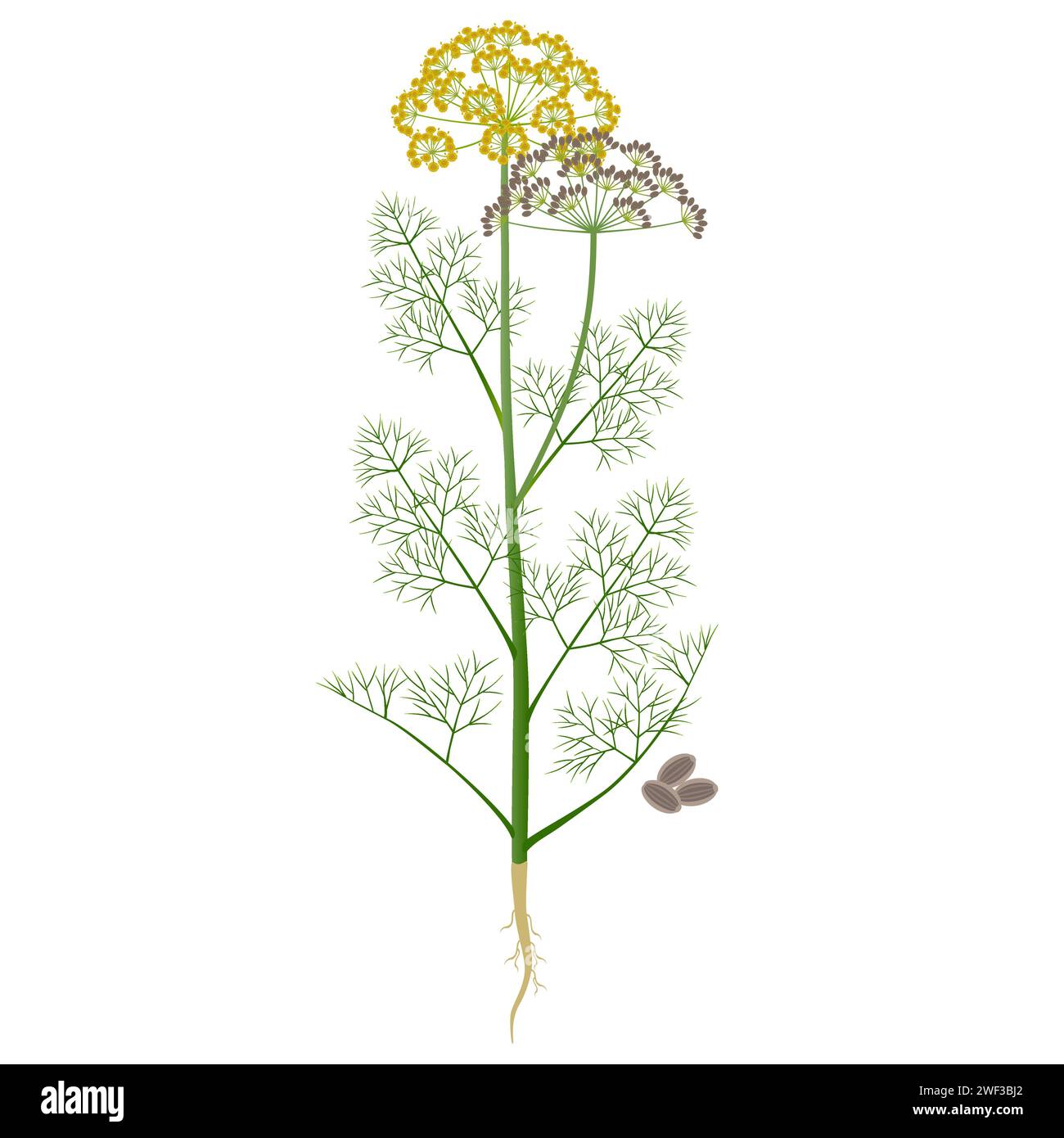 Pianta di aneto con fiori e frutta su sfondo bianco. Illustrazione Vettoriale