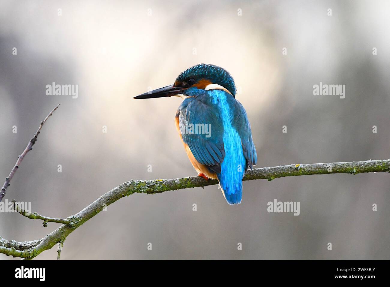 Kingfisher seduto su un ramo Foto Stock