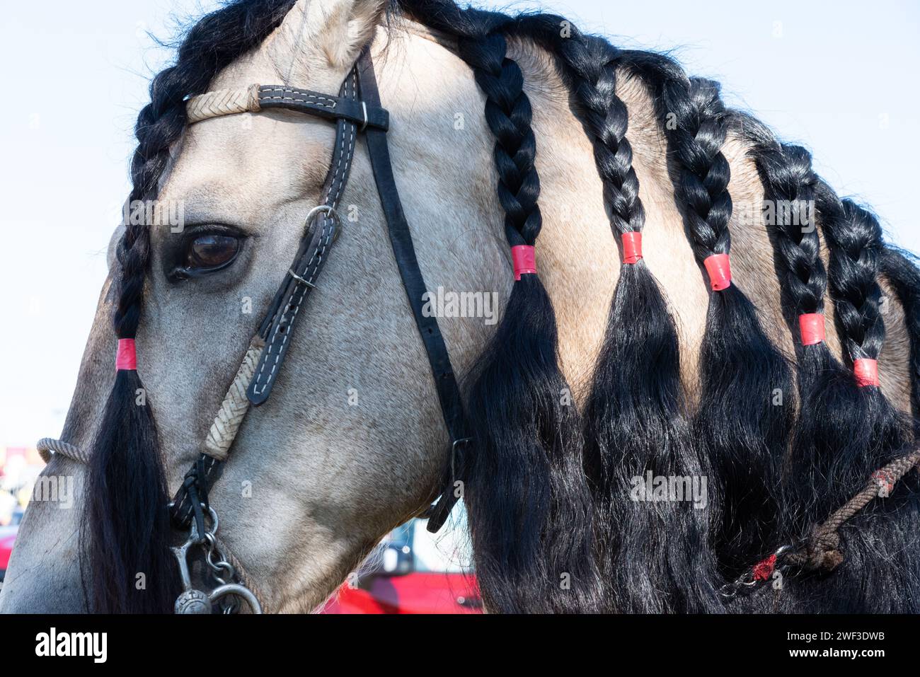 Primo piano di una testa di cavallo bianco con criniera intrecciata nella 92a Parata annuale delle arance del Texas Citrus Fiesta, Mission Texas, USA. Foto Stock