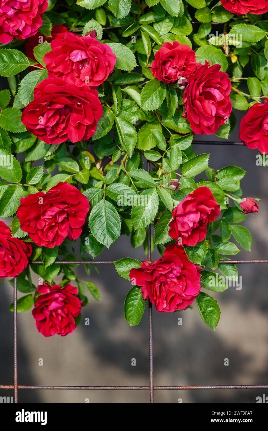 Numerose rose rosse che crescono naturalmente all'aperto sullo sfondo di una vegetazione lussureggiante e verde. Foto Stock