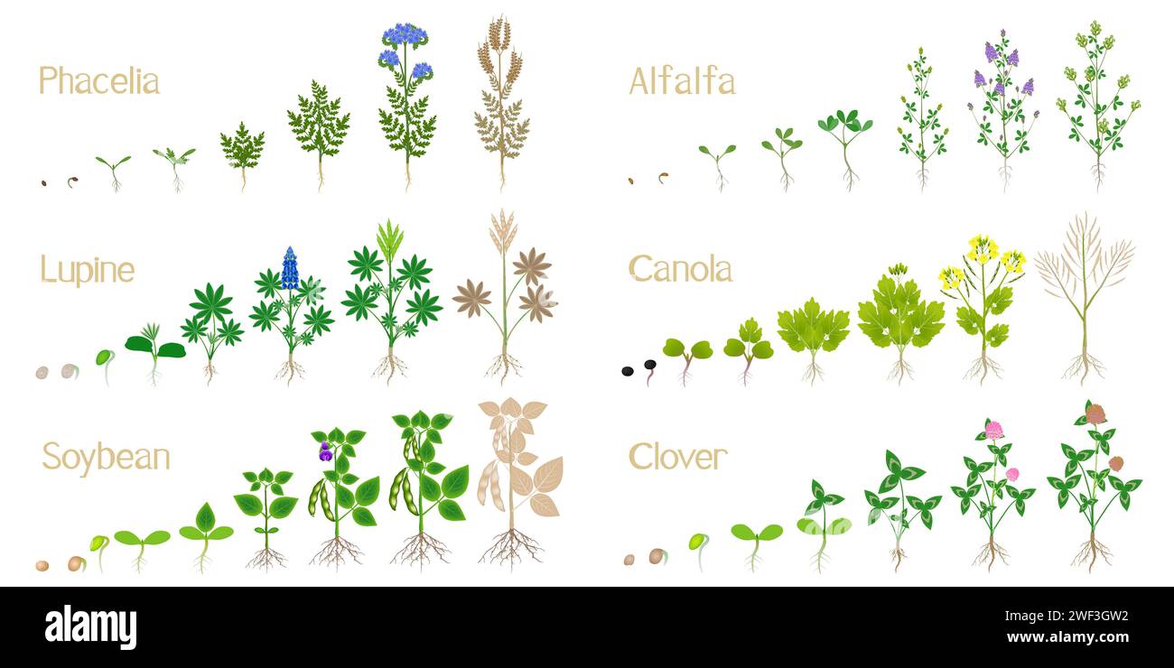 Cicli di crescita di piante di letame verde su un bianco. Illustrazione Vettoriale