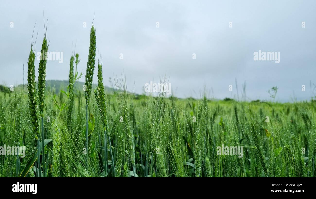 Un vasto campo di grano con erba ondeggiante nella brezza estiva. Foto Stock