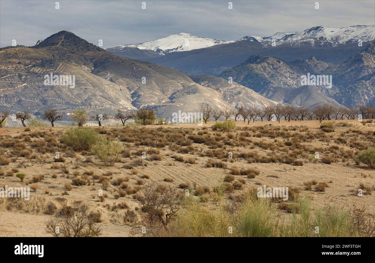 Paesaggio delle montagne della Sierra Narvada con mandorli e montagne innevate Foto Stock