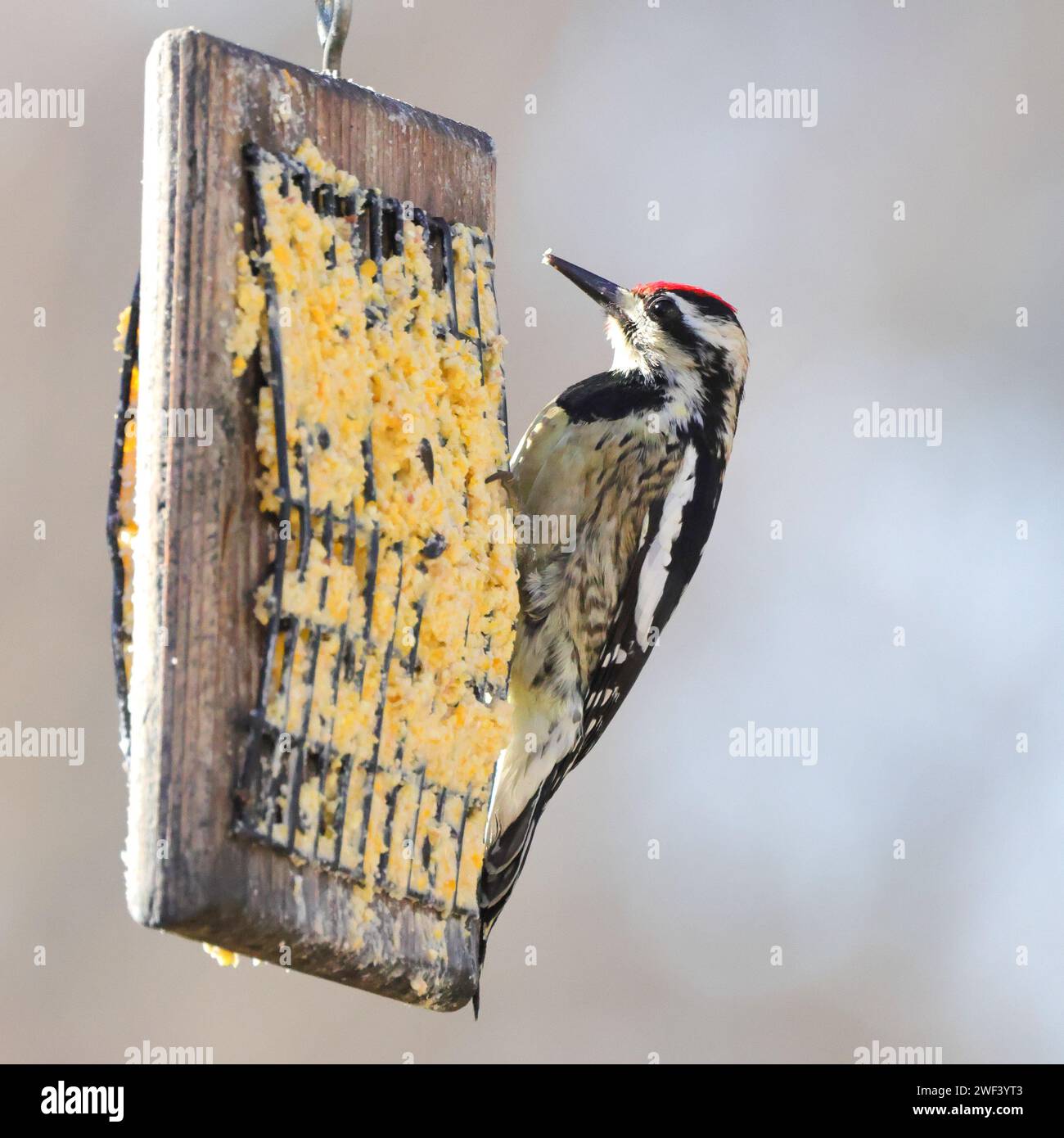 Un piccolo uccello arroccato su un alimentatore semi sospeso. Foto Stock