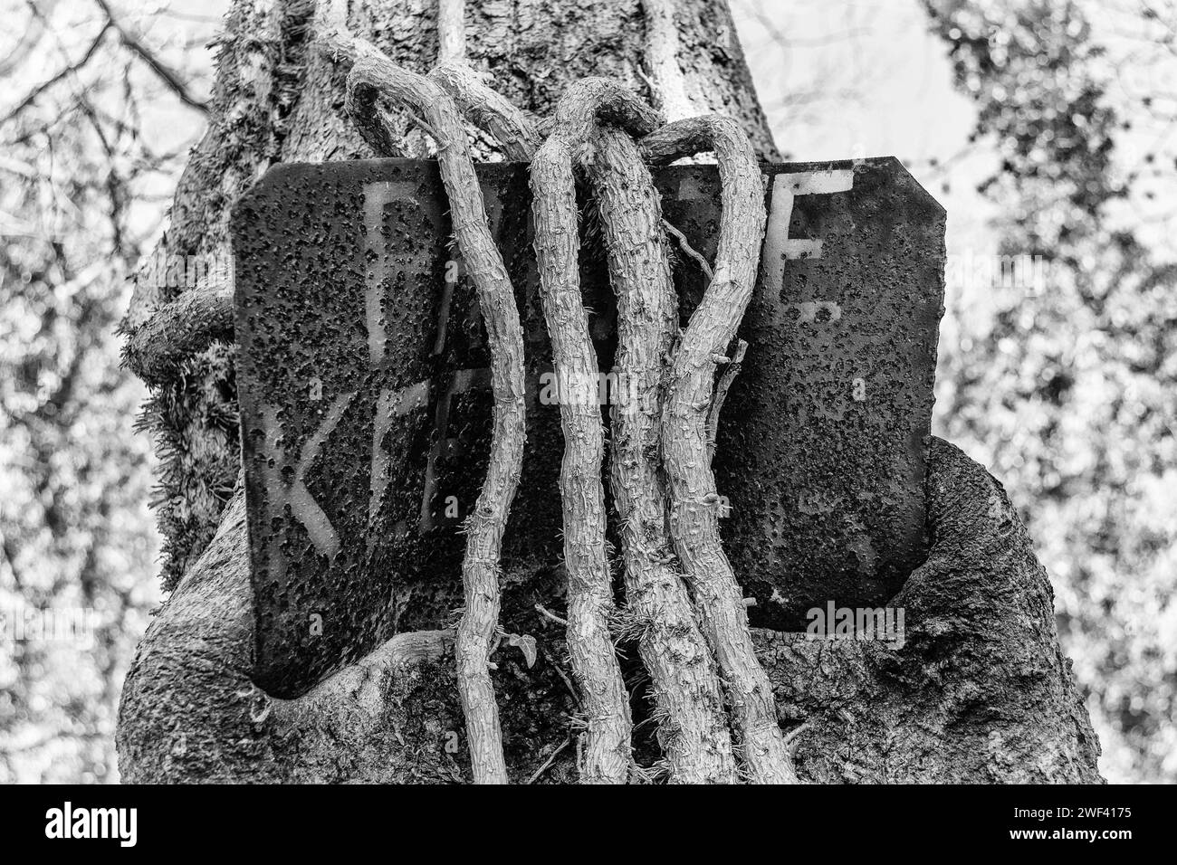 Un vecchio cartello "privato, tenetevi fuori" nel bosco, che viene lentamente schiacciato da un albero. Foto Stock