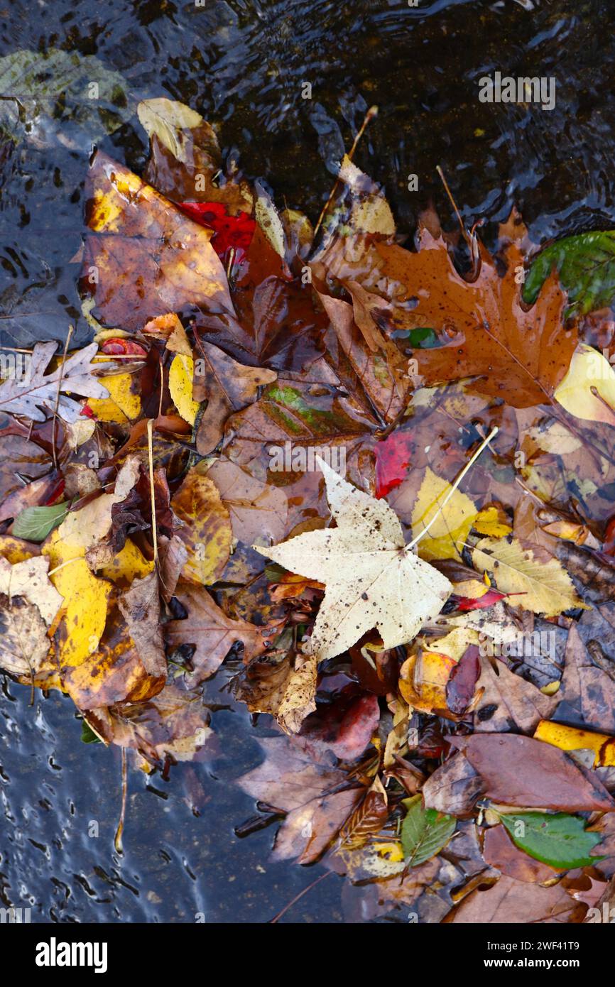 Foglie cadute colori assortiti sott'acqua Foto Stock