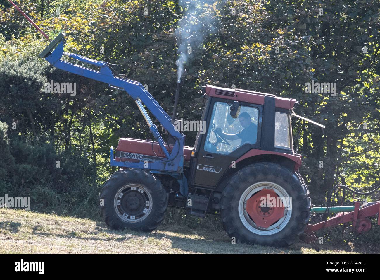 Falciare i prati di fiori selvatici in autunno a Hawthorn Hive, contea di Durham. Un trattore fabbricato da Case con forche anteriori lavora lungo la pendenza. Foto Stock