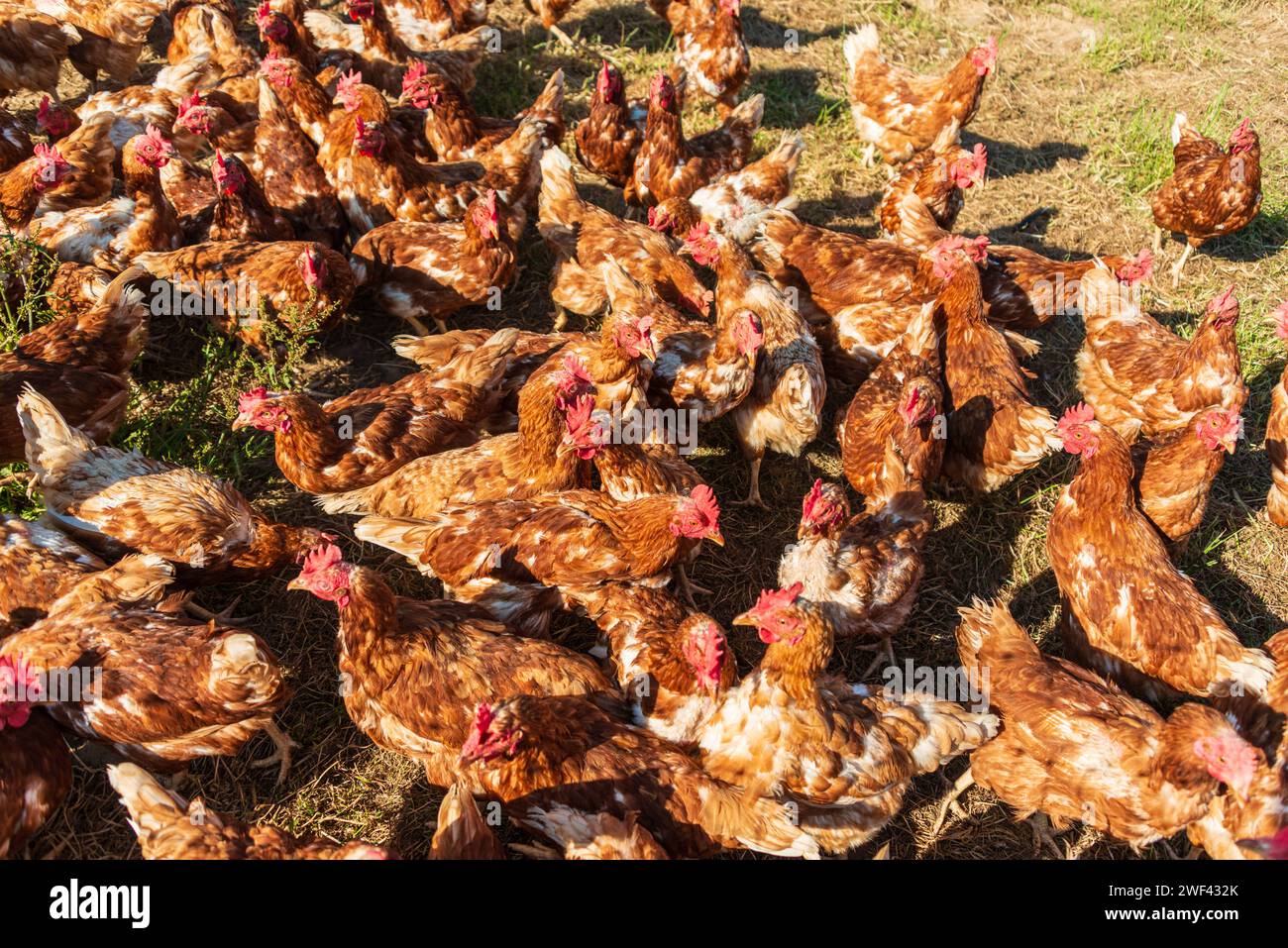 Freilaufende Hühner auf einem BIO Bauernhof in Schleswig-Holstein *** polli allevati all'aperto in un'azienda biologica nello Schleswig Holstein Foto Stock