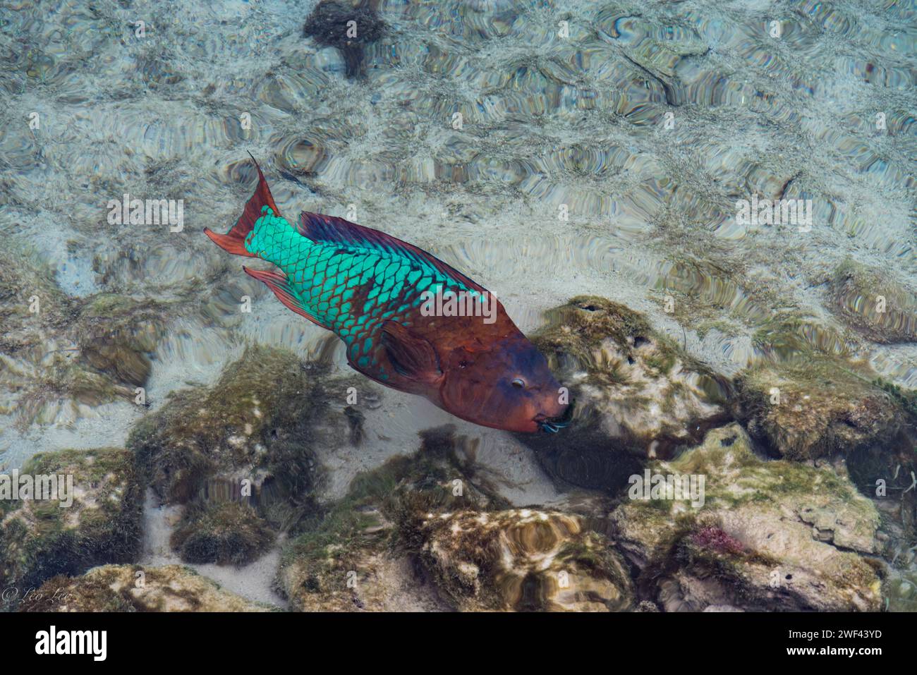 Ho incontrato questo bellissimo pesce pappagallo arcobaleno mentre fai snorkeling alle Bermuda Foto Stock