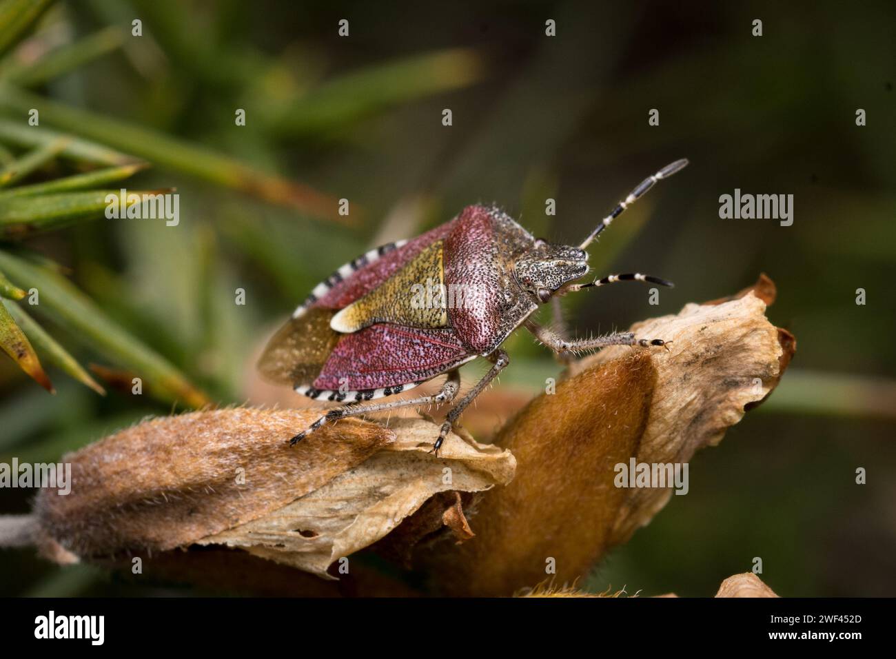 Un'intricata cimice peloso (Dolycoris baccarum) che cerca tra le foglie. Fotografato a Tunstall Hills, Sunderland, Regno Unito Foto Stock