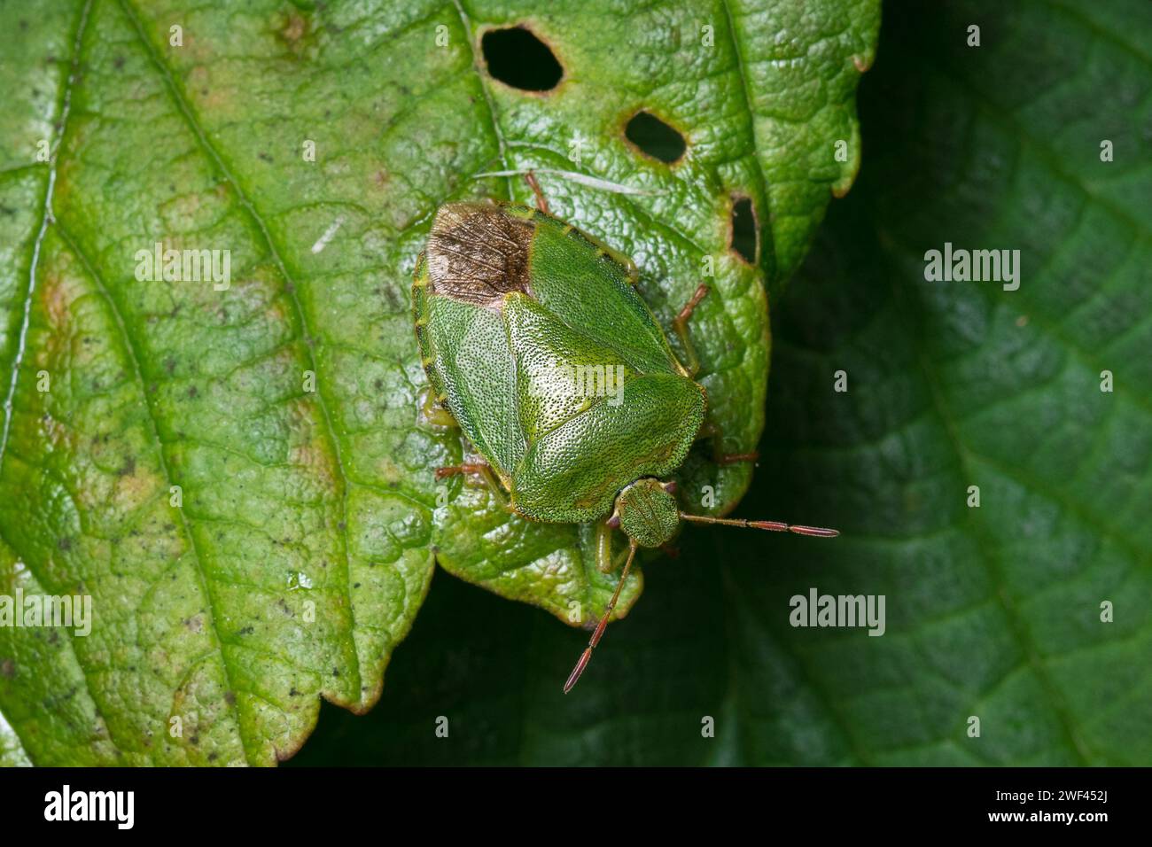 Una cimice verde superbamente mimetizzata (Palomena prasina) che si nasconde tra la vegetazione. Fotografato a Hawthorn, County Durham, Regno Unito Foto Stock