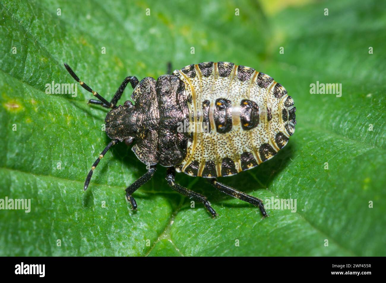 Ninfa splendidamente decorata della boscaglia (Pentatoma rufipes) che poggia su una foglia. Fotografato nei pressi di Haswell, County Durham, Regno Unito Foto Stock