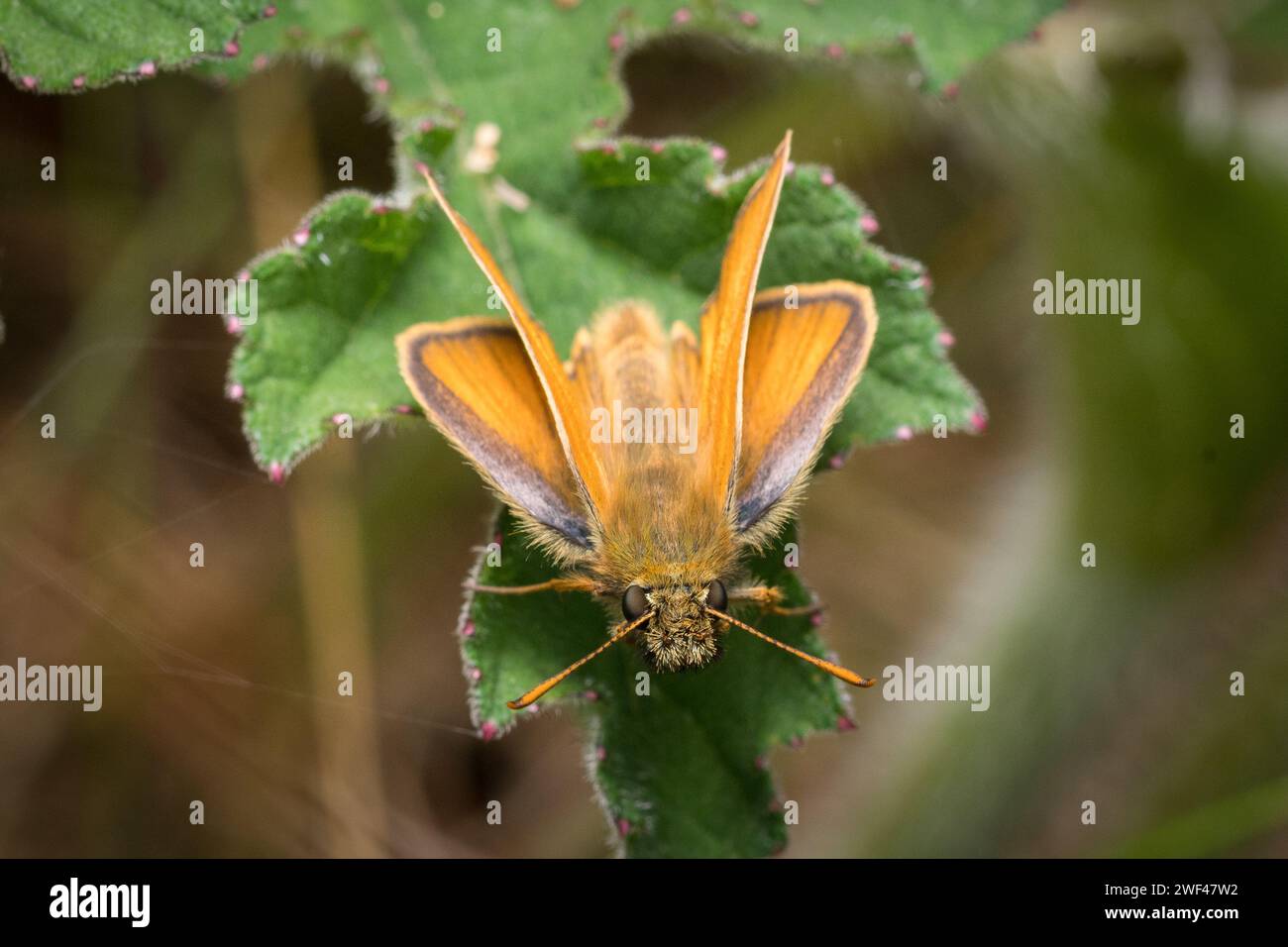 Una grande farfalla skipper poggia come un piccolo aereo jet su una pista alberata. Scattata a Penshaw, Sunderland, Regno Unito Foto Stock