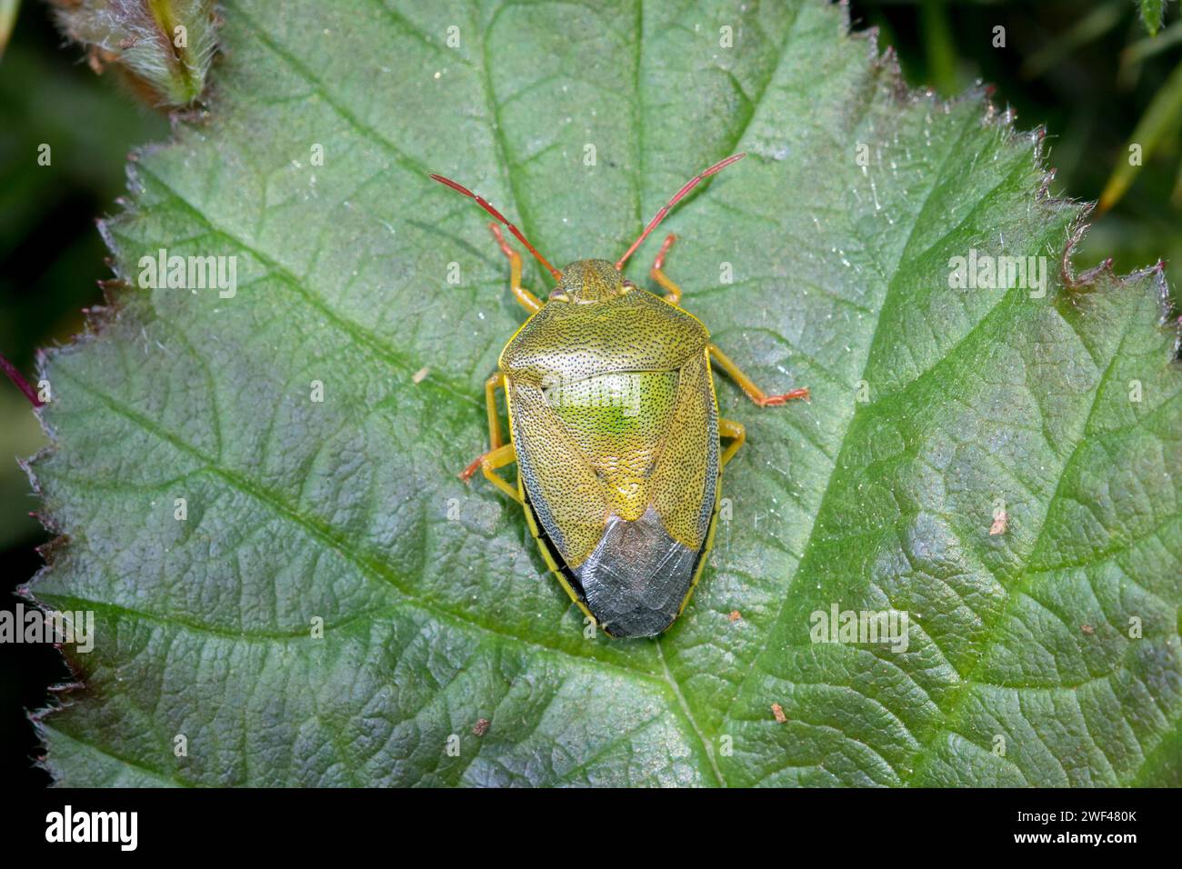Un gorse schermato dai colori meravigliosi (Piezodorus lituratus) si fonde discutibilmente in una foglia. Tunstall, Sunderland, Regno Unito Foto Stock