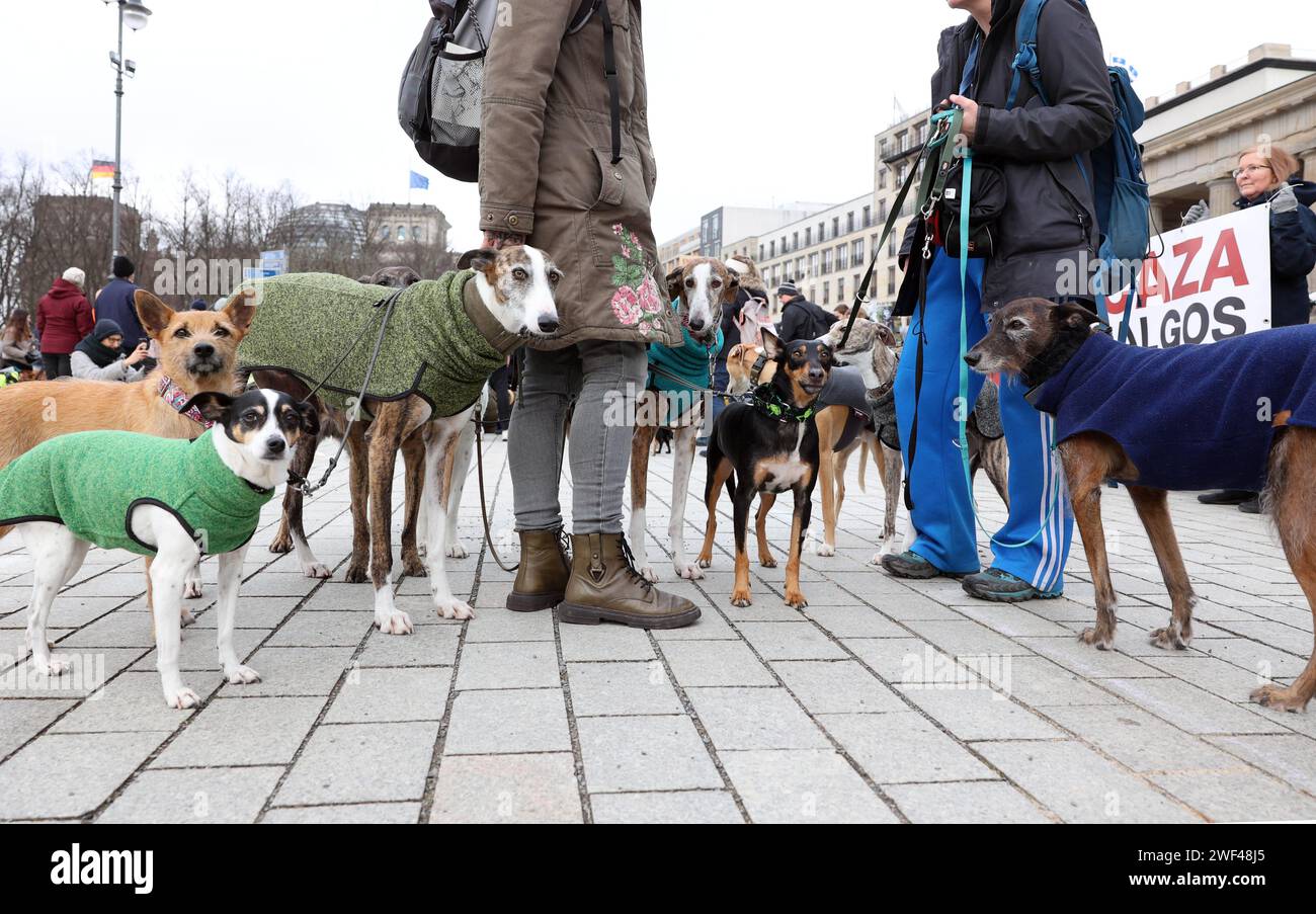 27.01.2024, Berlino - Deutschland. Der Berliner Galgomarsch - Protestmarsch gegen die Jagd mit Hunden in Spanien und die Entsorgung von 50,000 Jagdhunden jährlich, startet am Brandenburger Tor. *** 27 01 2024, Berlino Germania la marcia di protesta di Berlino Galgo contro la caccia con i cani in Spagna e lo smaltimento di 50.000 cani da caccia all'anno, inizia alla porta di Brandeburgo Foto Stock