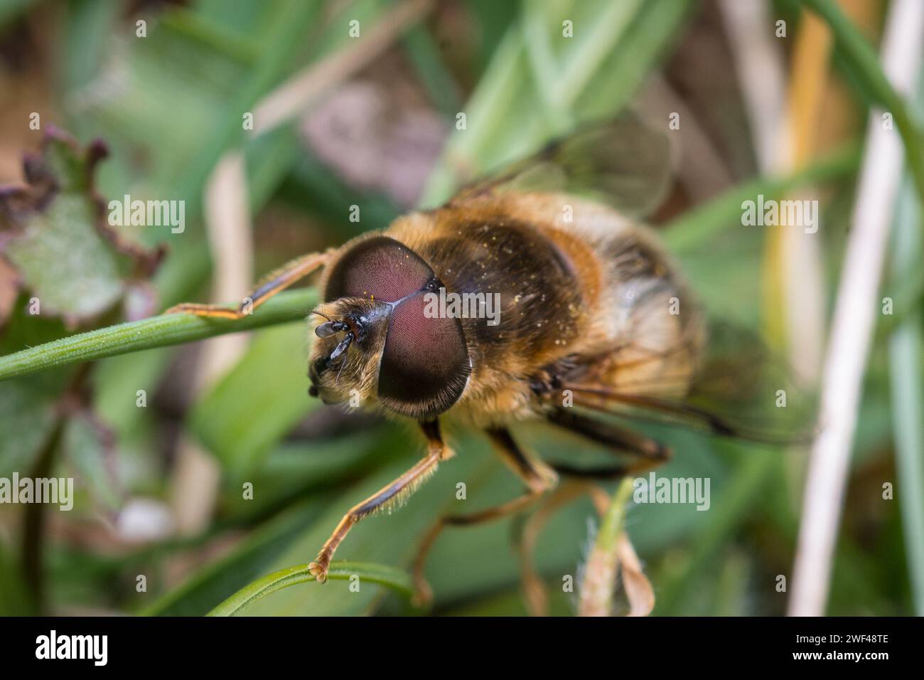 Un grande hoverfly (Eristalis sp) che si aggrappa tra la vegetazione. Tunstall Hills, Sunderland, Regno Unito Foto Stock