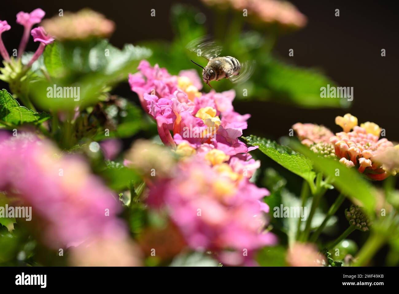 Apra fiori vivaci per raccogliere il polline sulle gambe Foto Stock