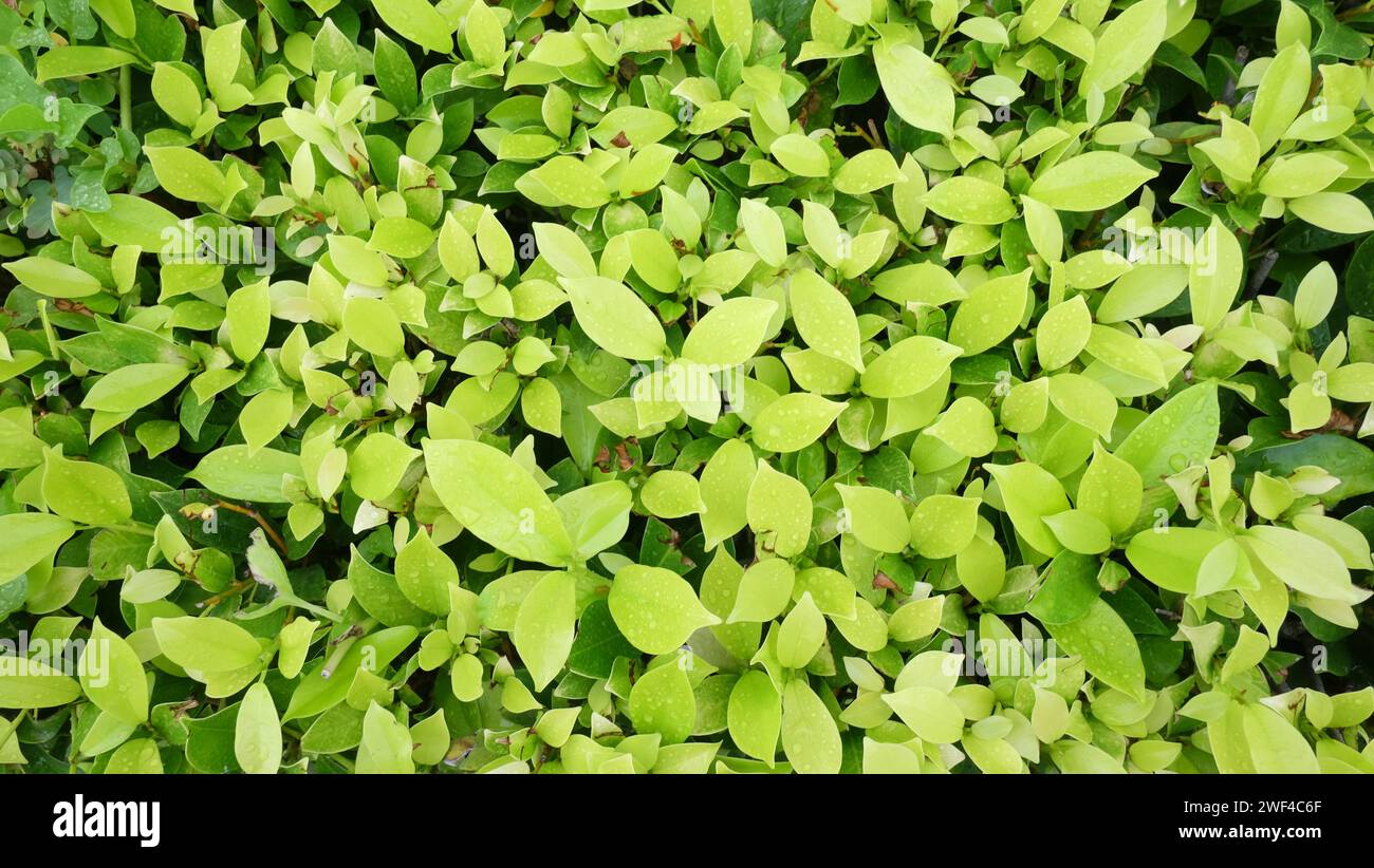 Foglie verdi fresche sull'albero in giardino, concetto di fondo della natura nella vita. Foto Stock