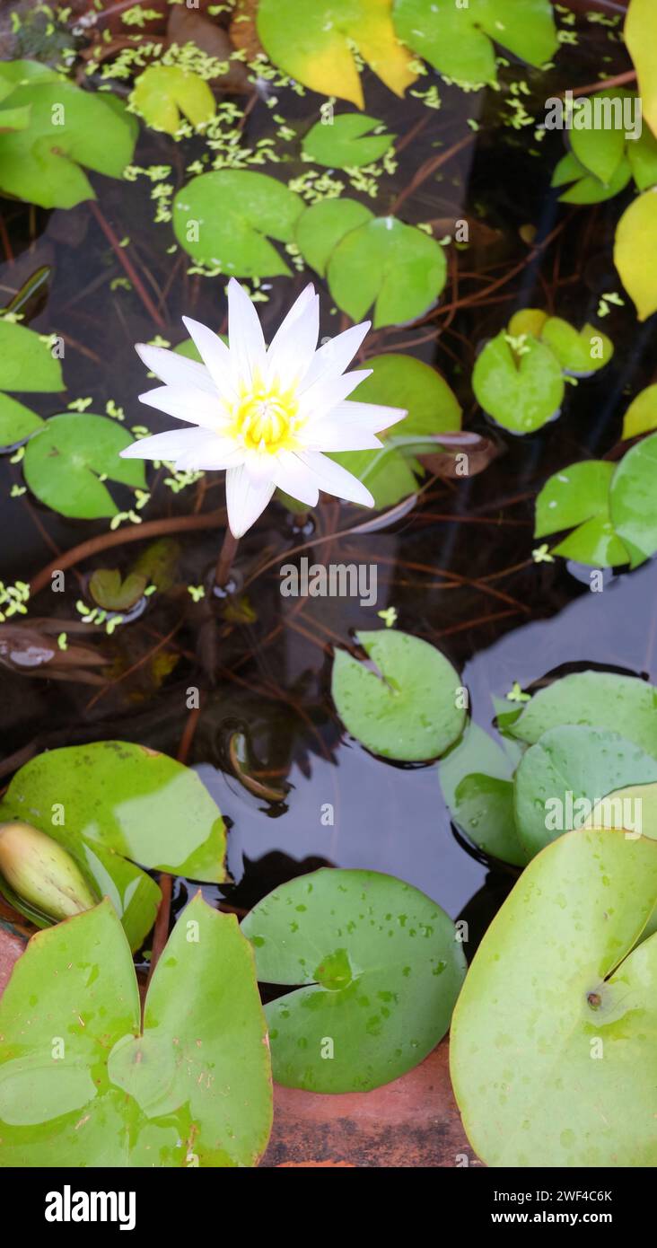 I fiori di loto bianco fioriscono in una mattinata croccante, il loto nel bacino e hanno foglie verdi. Foto Stock