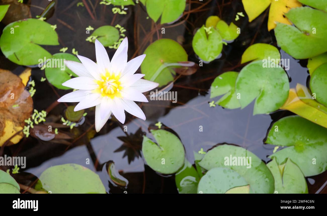 I fiori di loto bianco fioriscono in una mattinata croccante, il loto nel bacino e hanno foglie verdi. Foto Stock