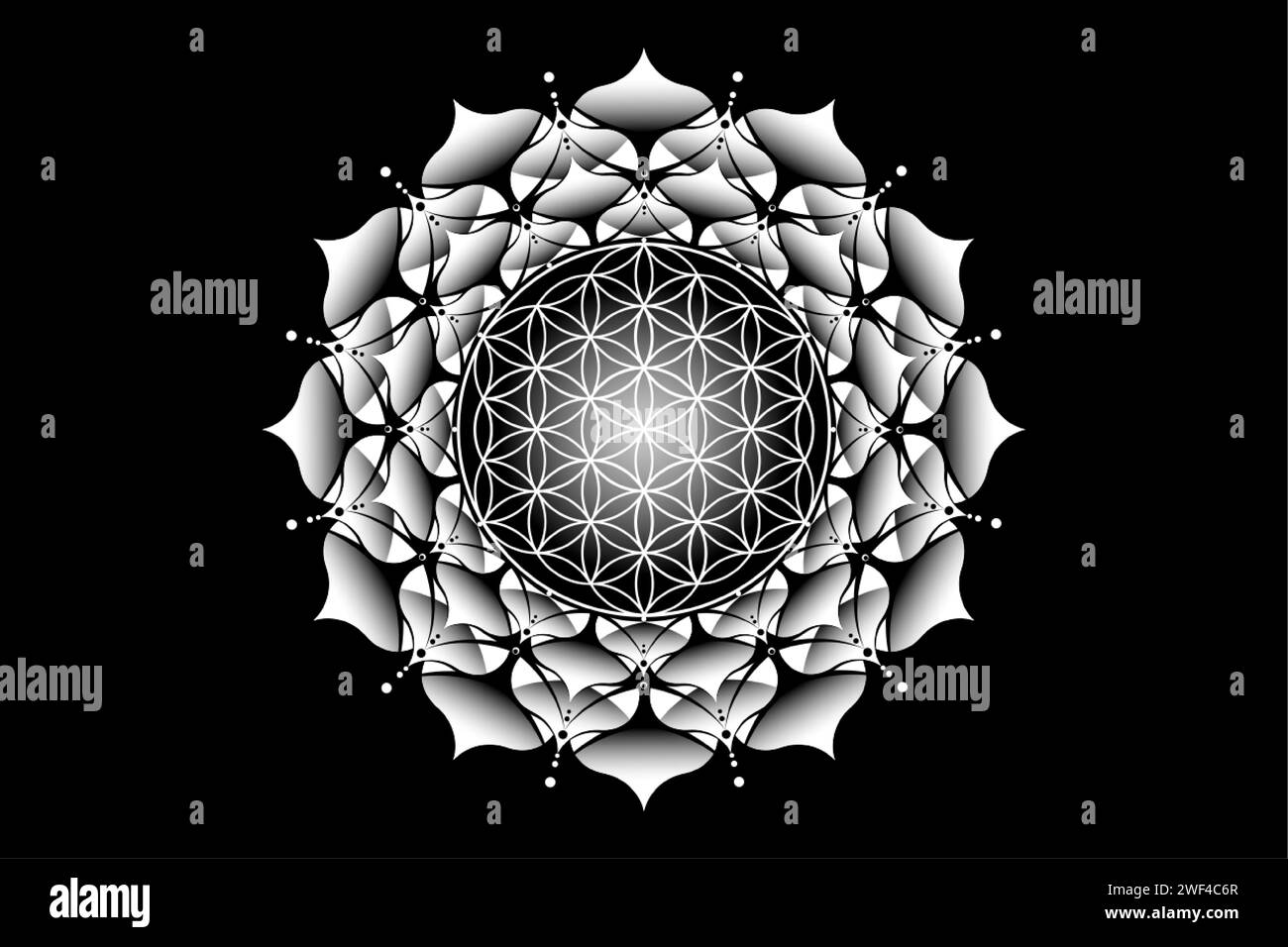 Sacro lotus yantra mandala, Fiore mistico della vita. Geometria sacra, elemento grafico con logo vettoriale isolato. Icona mistica seme di vita, logo geometrico Illustrazione Vettoriale