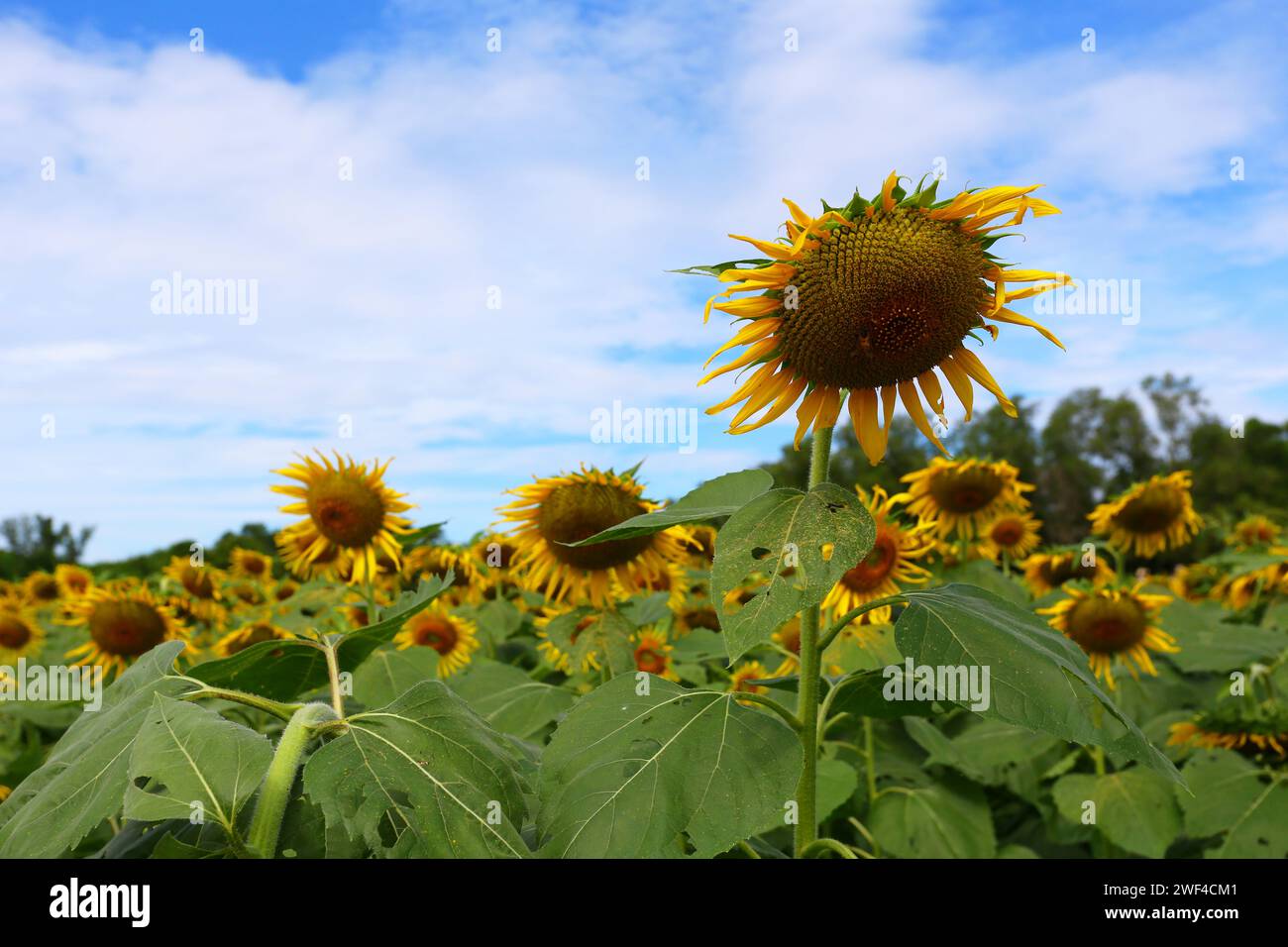 Girasoli sono in fiore e luce dal sole in una giornata limpida e hanno spazio di copia. Foto Stock