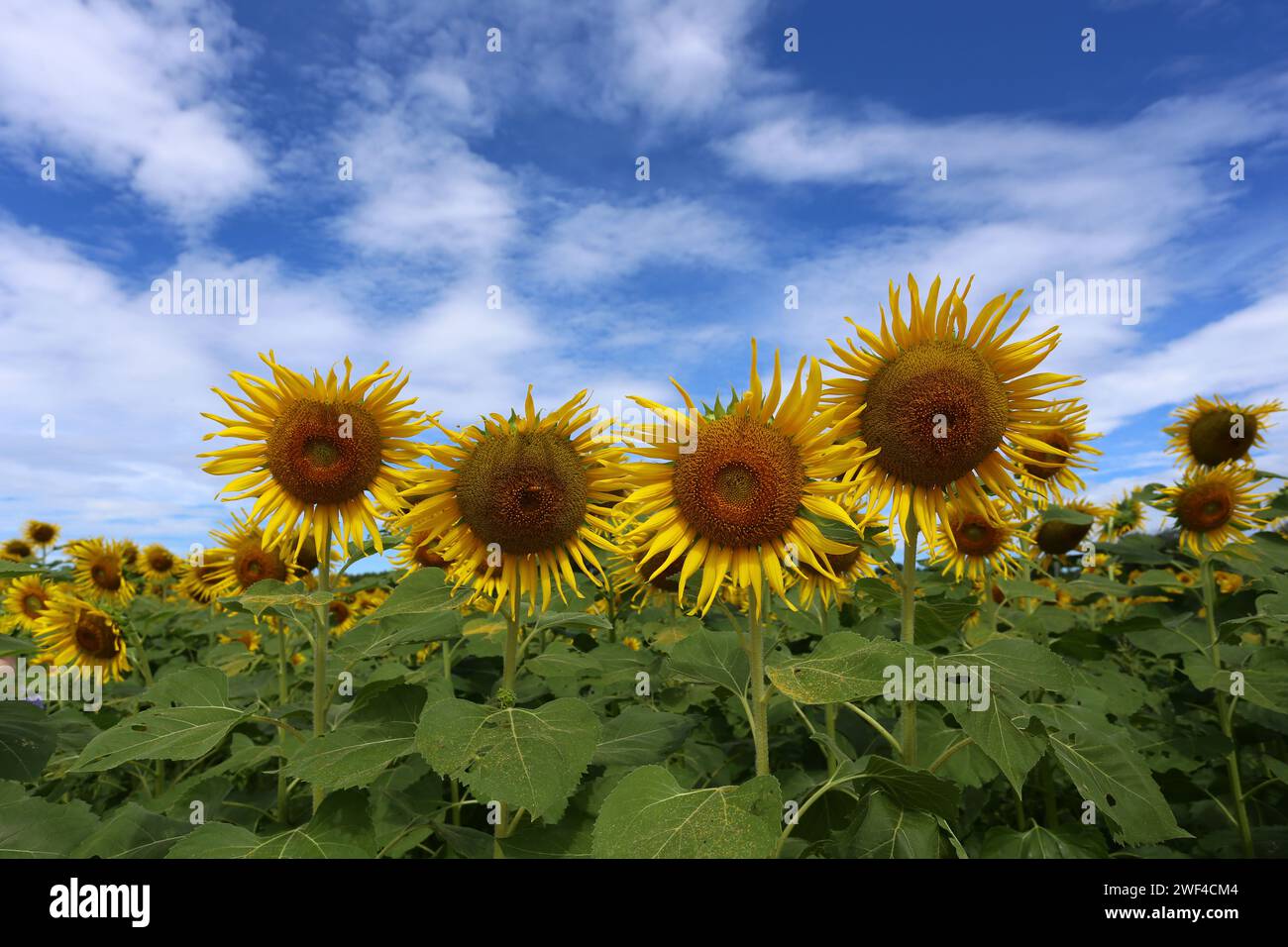 Girasoli sono in fiore e luce dal sole in una giornata limpida e hanno spazio di copia. Foto Stock