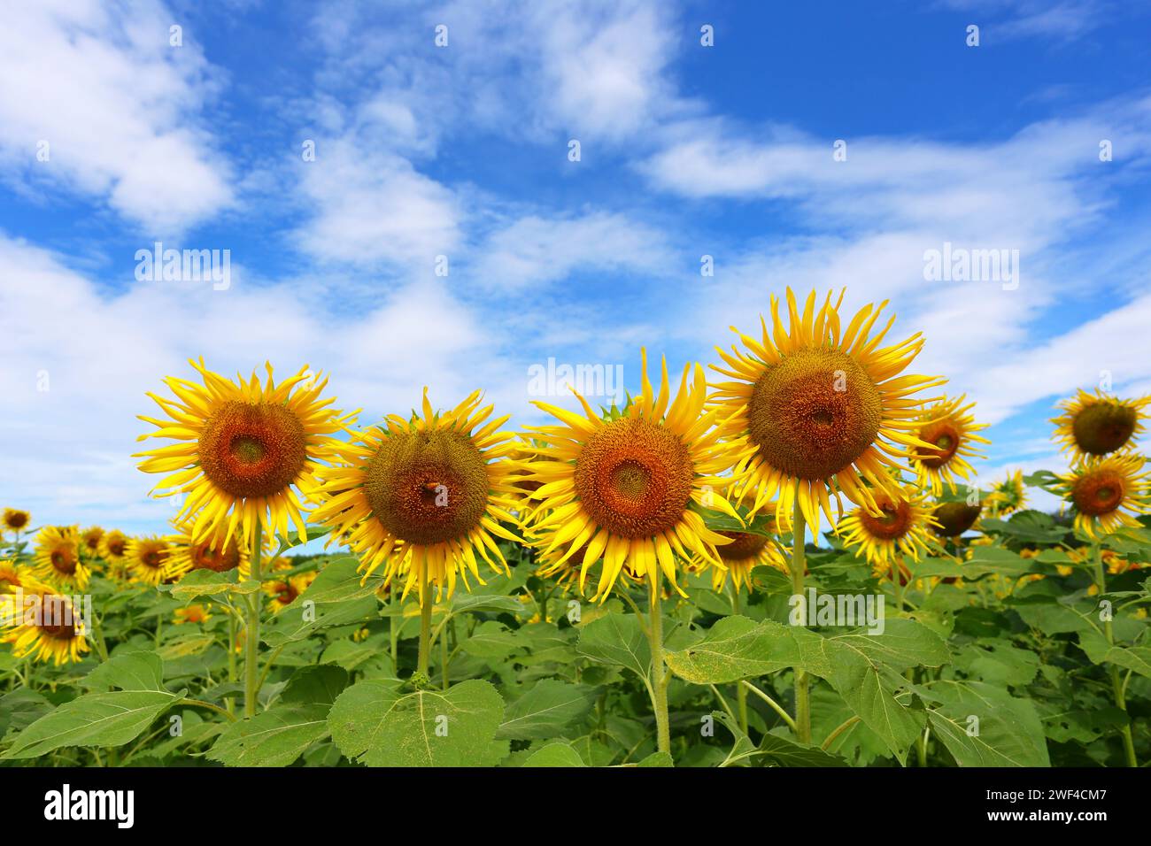 Girasoli sono in fiore e luce dal sole in una giornata limpida e hanno spazio di copia. Foto Stock