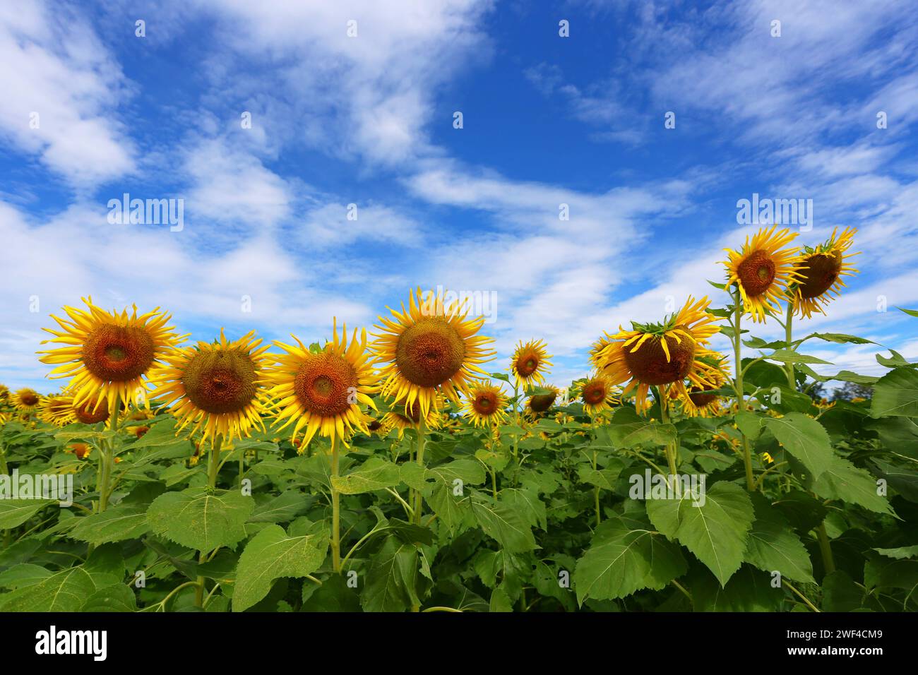 Girasoli sono in fiore e luce dal sole in una giornata limpida e hanno spazio di copia. Foto Stock