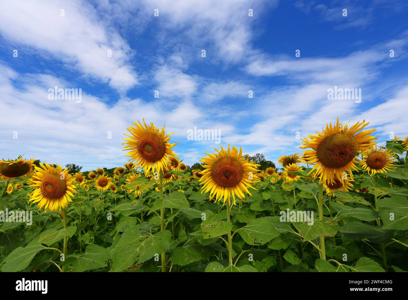 Girasoli sono in fiore e luce dal sole in una giornata limpida e hanno spazio di copia. Foto Stock