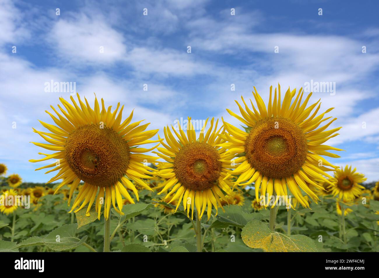 Girasoli sono in fiore e luce dal sole in una giornata limpida e hanno spazio di copia. Foto Stock