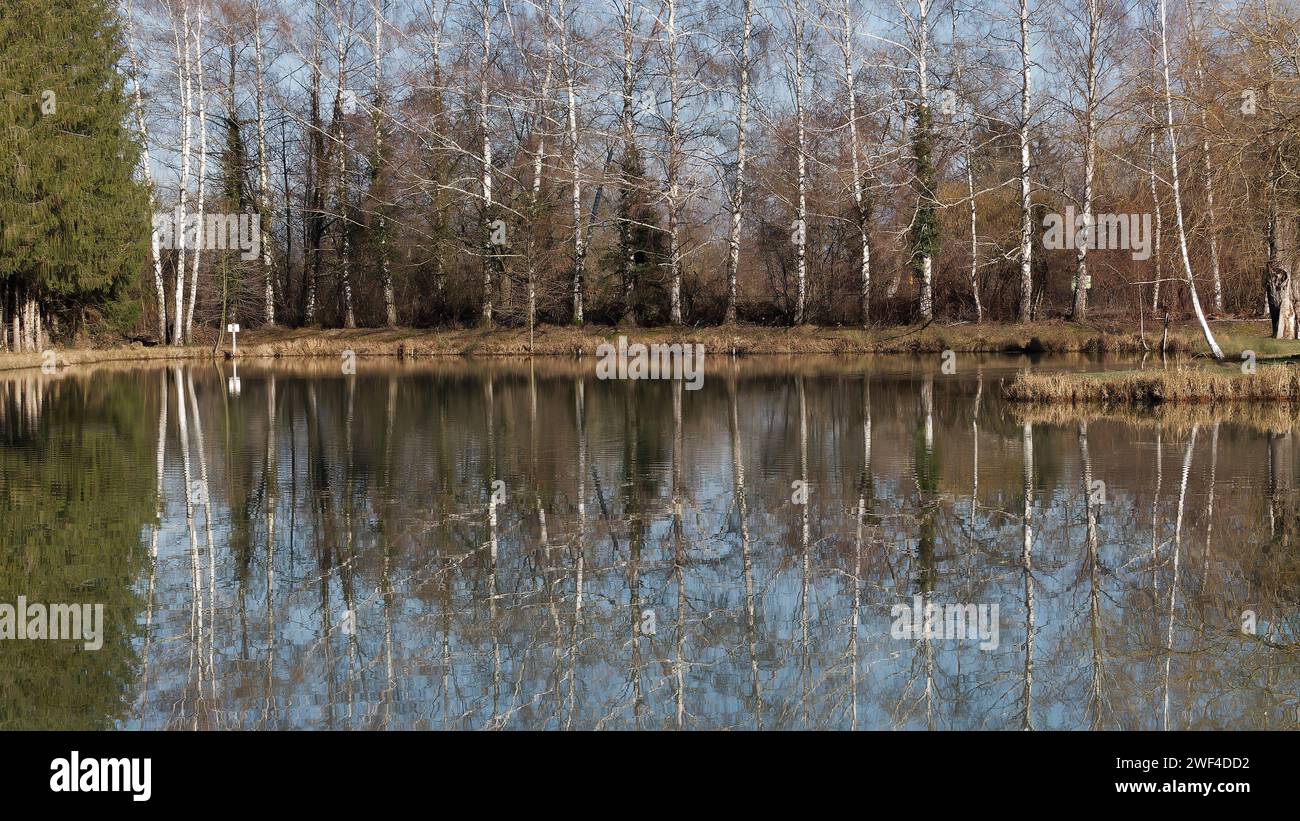 Betulle riflesse nell'acqua Foto Stock